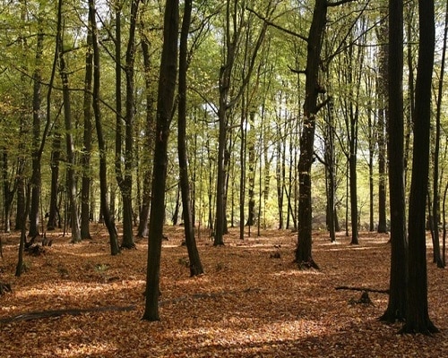 Spała - las